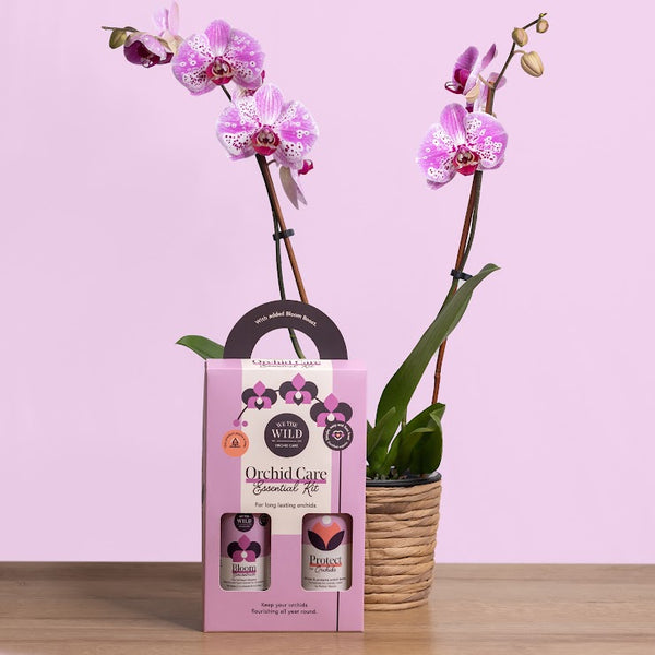 Phalaenopsis Orchid Pot Plant