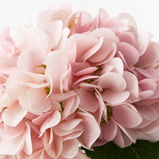 Hydrangea Mix in Glass Vase - Light Pink