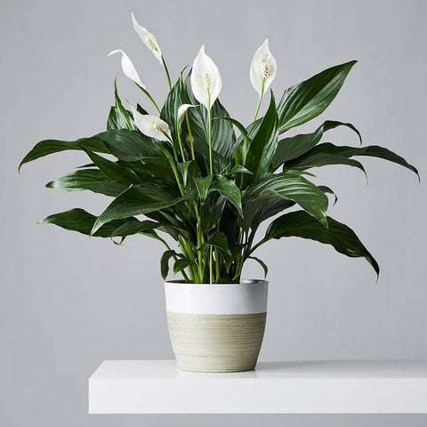 Peace Lily - Spathiphylum Plant