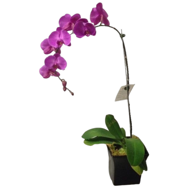 Phalaenopsis Orchid Pot Plant